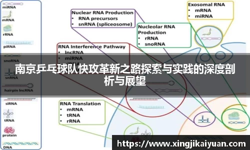 南京乒乓球队快攻革新之路探索与实践的深度剖析与展望